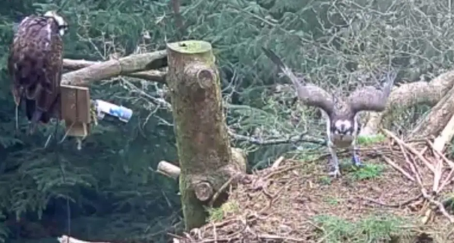 An osprey stands in its nest spreading its wings