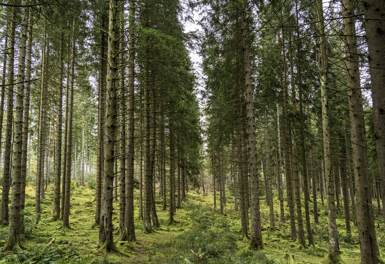 Conifer trees with moss