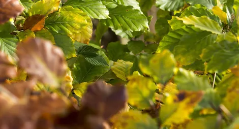 Drooping conifer branch