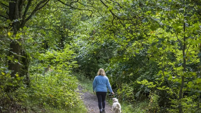 Person and a dog walking through a woodland.