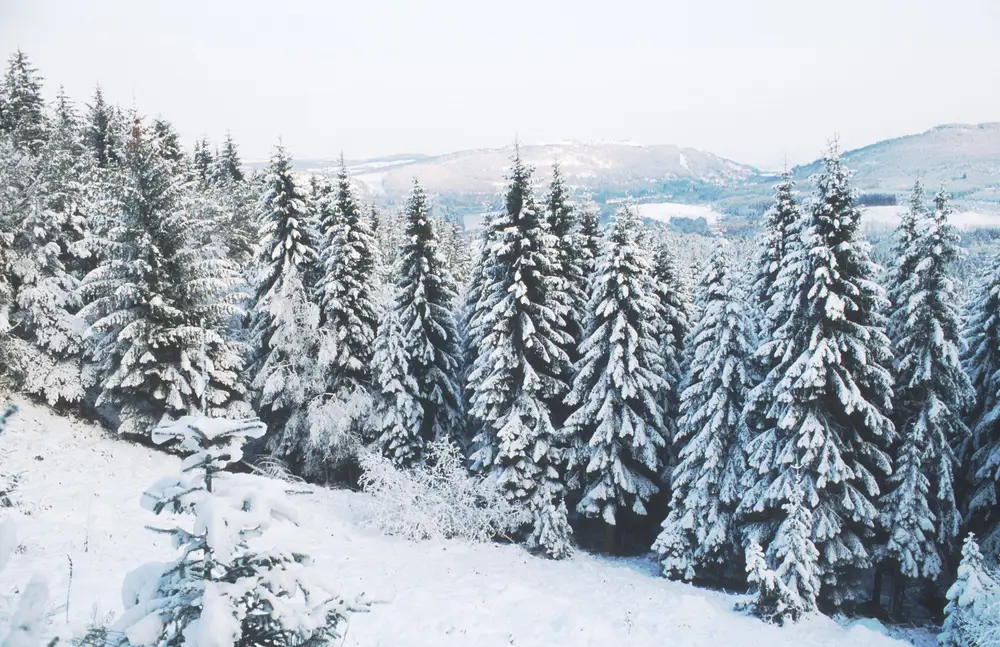 Snowy sitka spruce forest