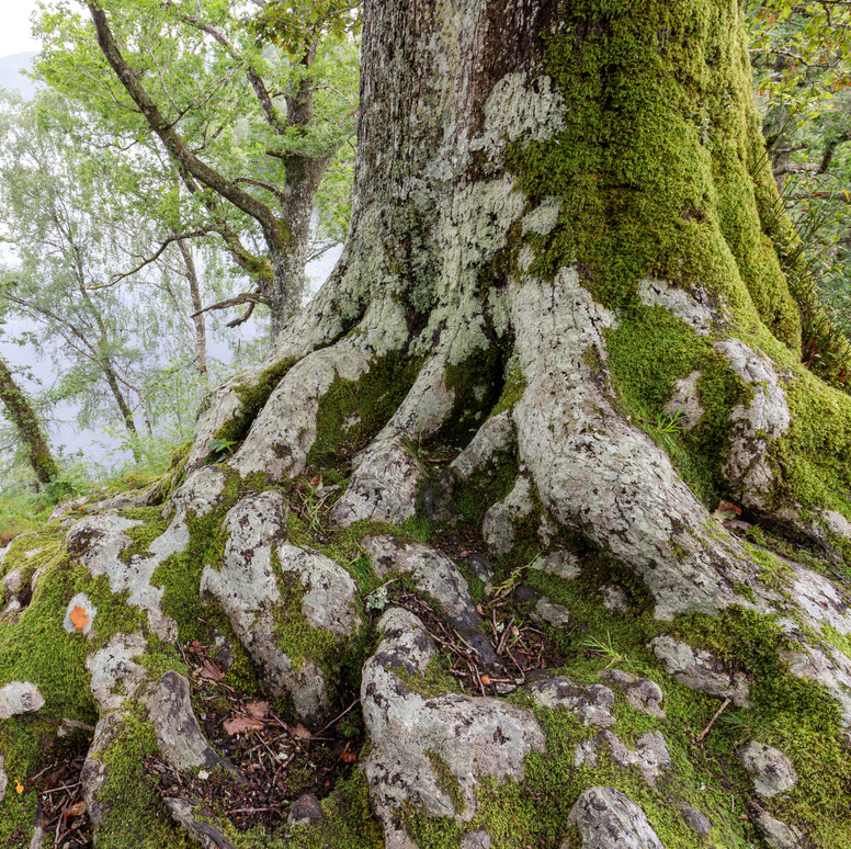 An old oak tree in a forest