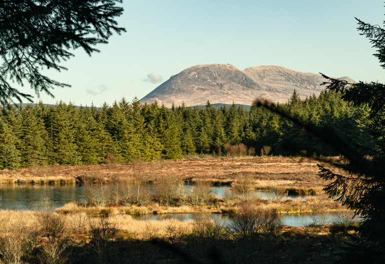 A marsh through trees with a hill behind