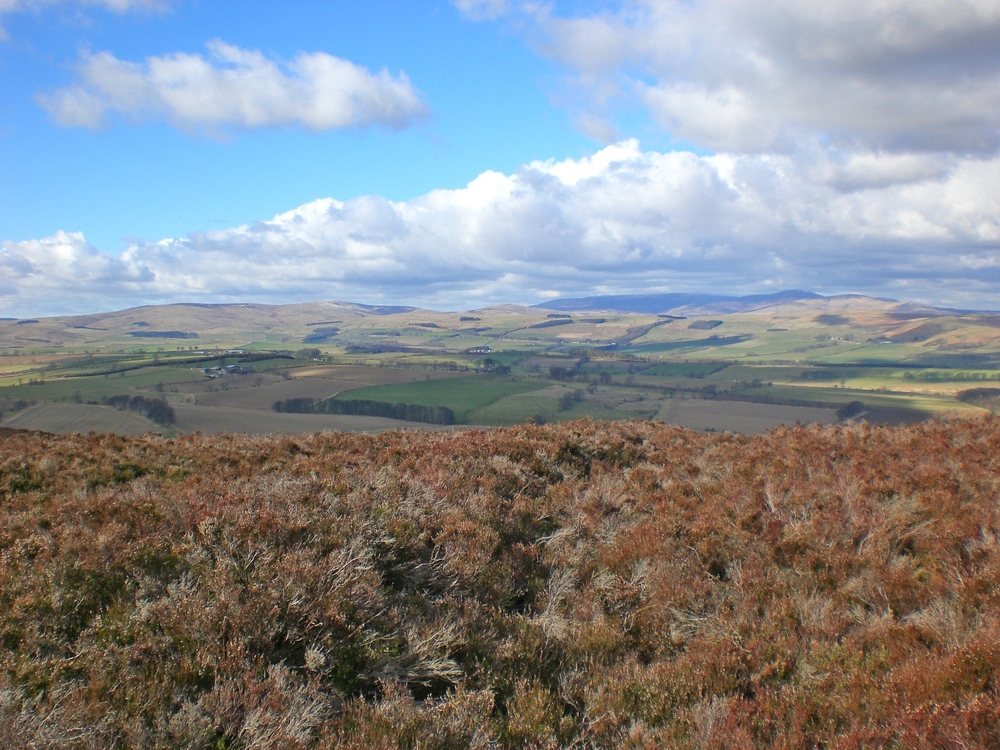 Drooping conifer branch
