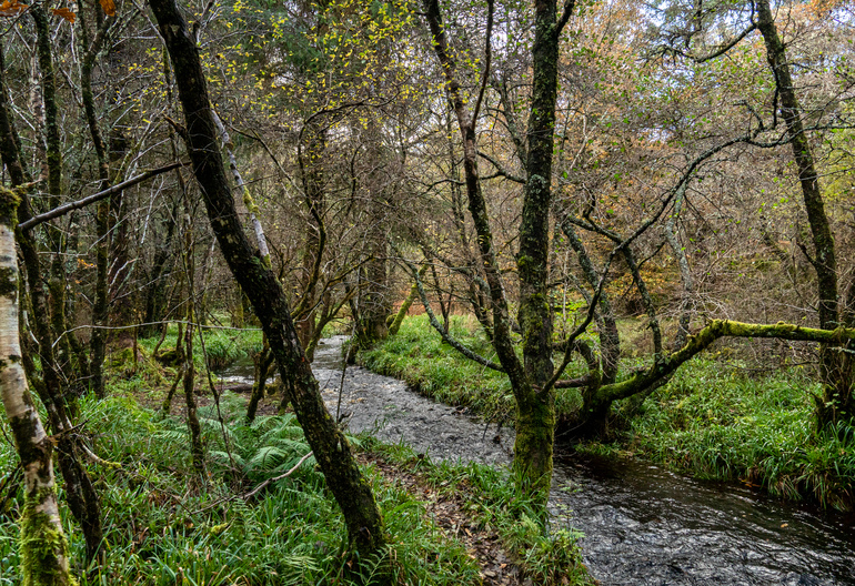 A burn through a moss covered forest 