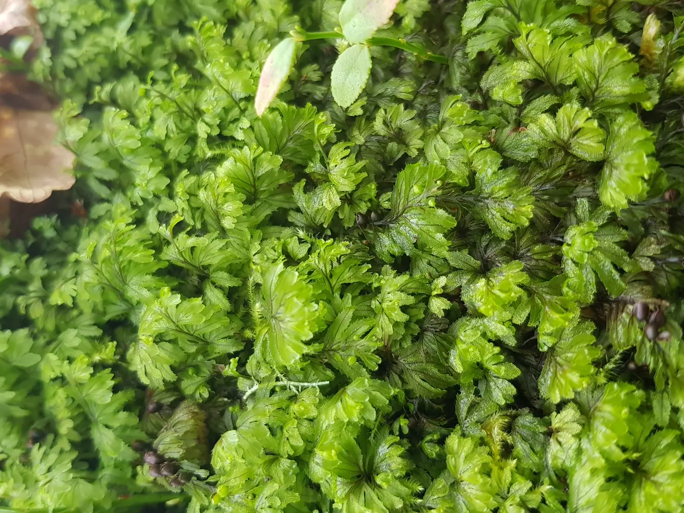 Close up of a small green plant - Wilson's filmy fern. It looks shiny with moisture. 