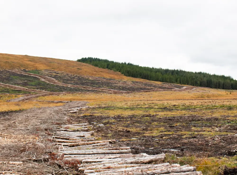 bog restoration site