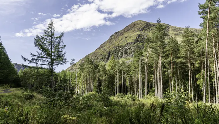 A small forest in front of a mountain