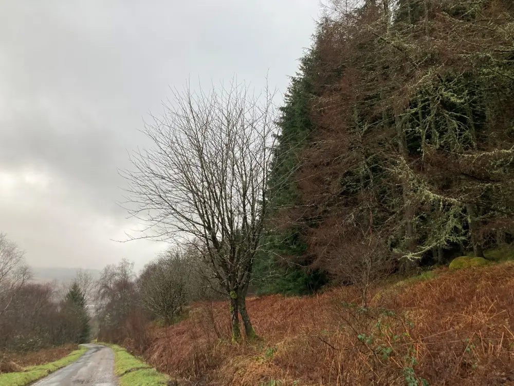 Small road beside tall trees