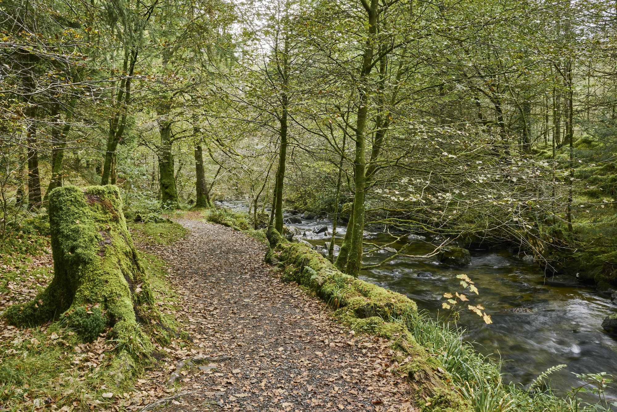 Woodland riverside trail alongside Croe Water, at Ardgartan, beside Loch Long