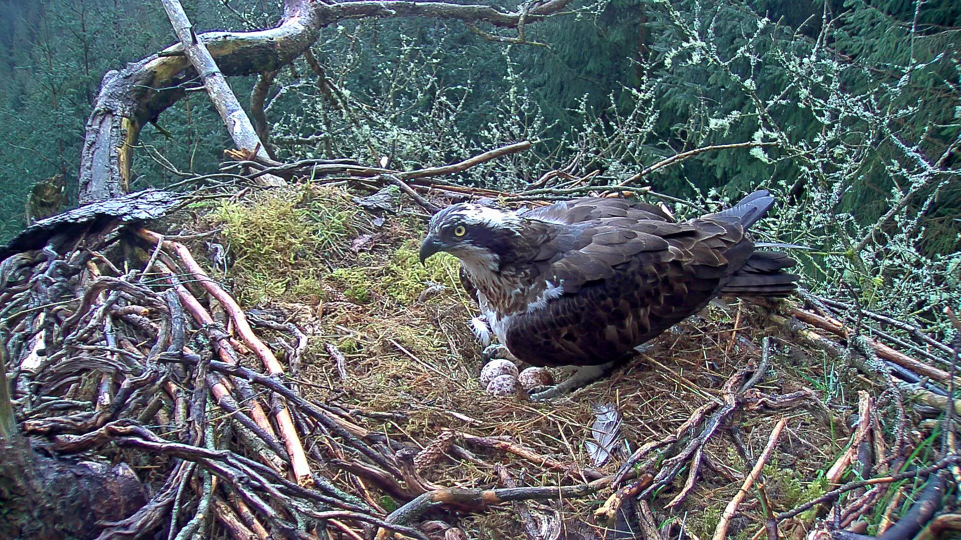 Osprey with three eggs