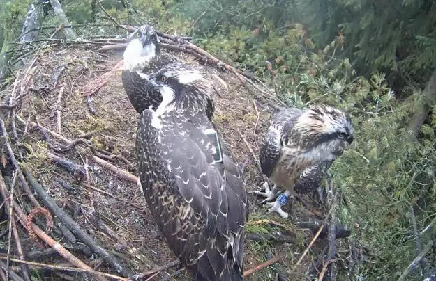 Three ospreys in a nest