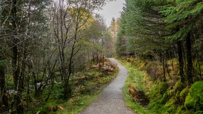 A walking path through a forest in autumn