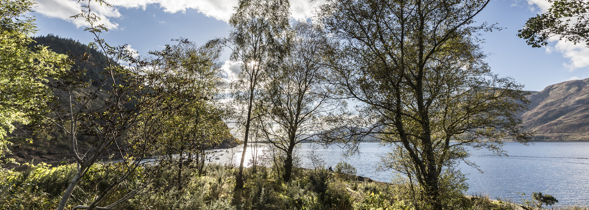Drooping conifer branch