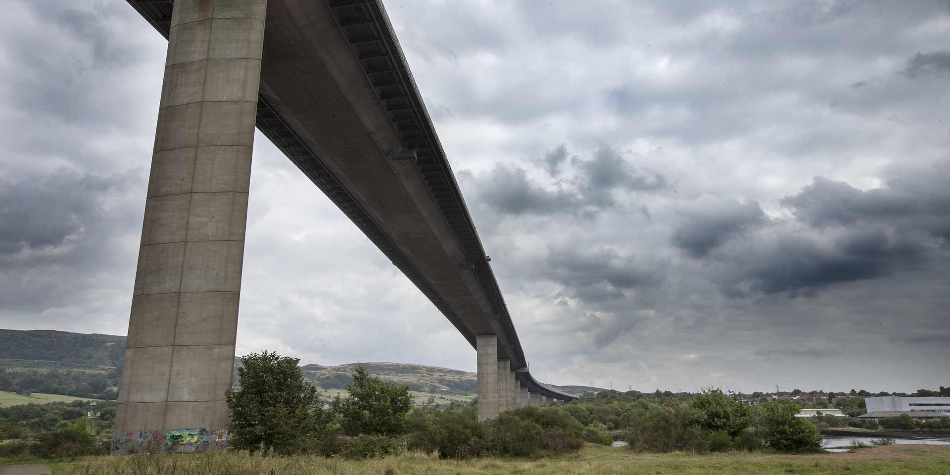 Drooping conifer branch