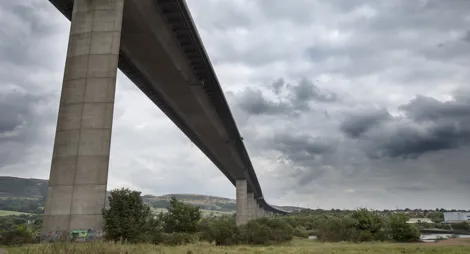 Drooping conifer branch
