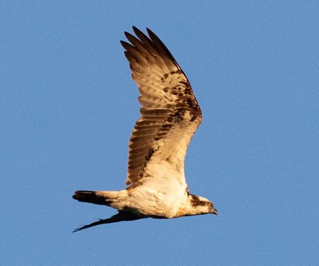 Flying osprey