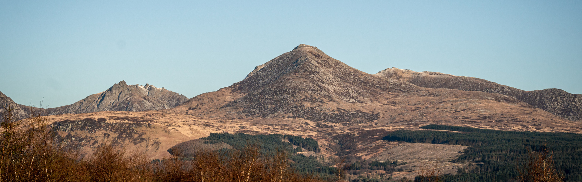 Drooping conifer branch