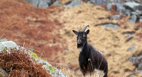 Drooping conifer branch