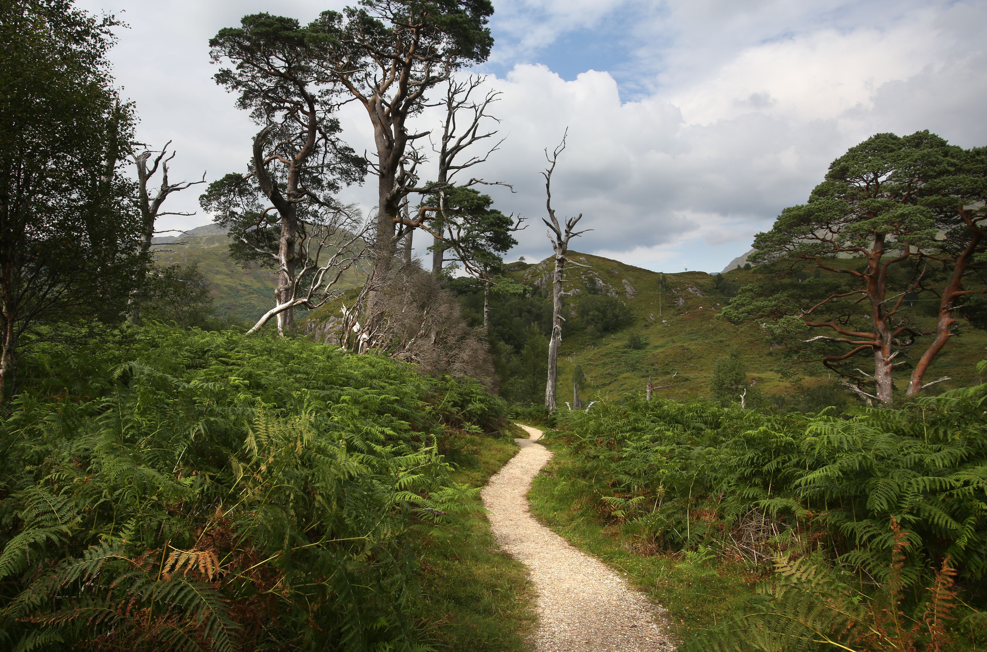 Woodland trail beside Loch Shiel, Glenfinnan