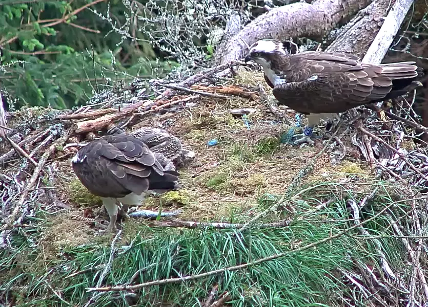 Osprey family in nest