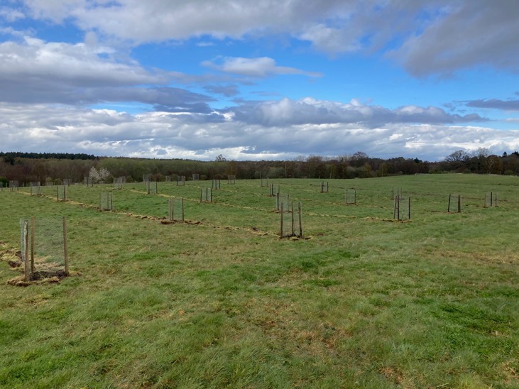 a field of wild apples