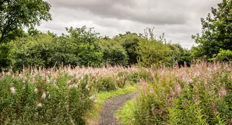 Drooping conifer branch
