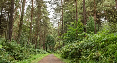 Drooping conifer branch