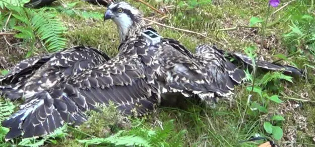 An osprey with an electronic tag on its back