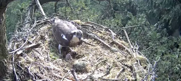 An osprey in a nest over its eggs