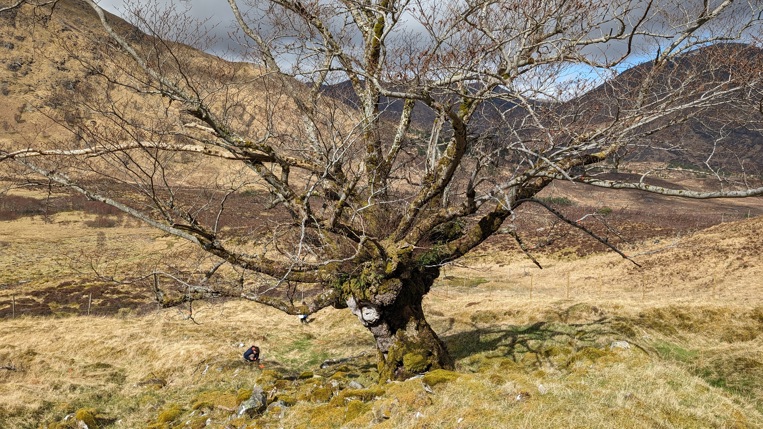 Elm tree in a valley