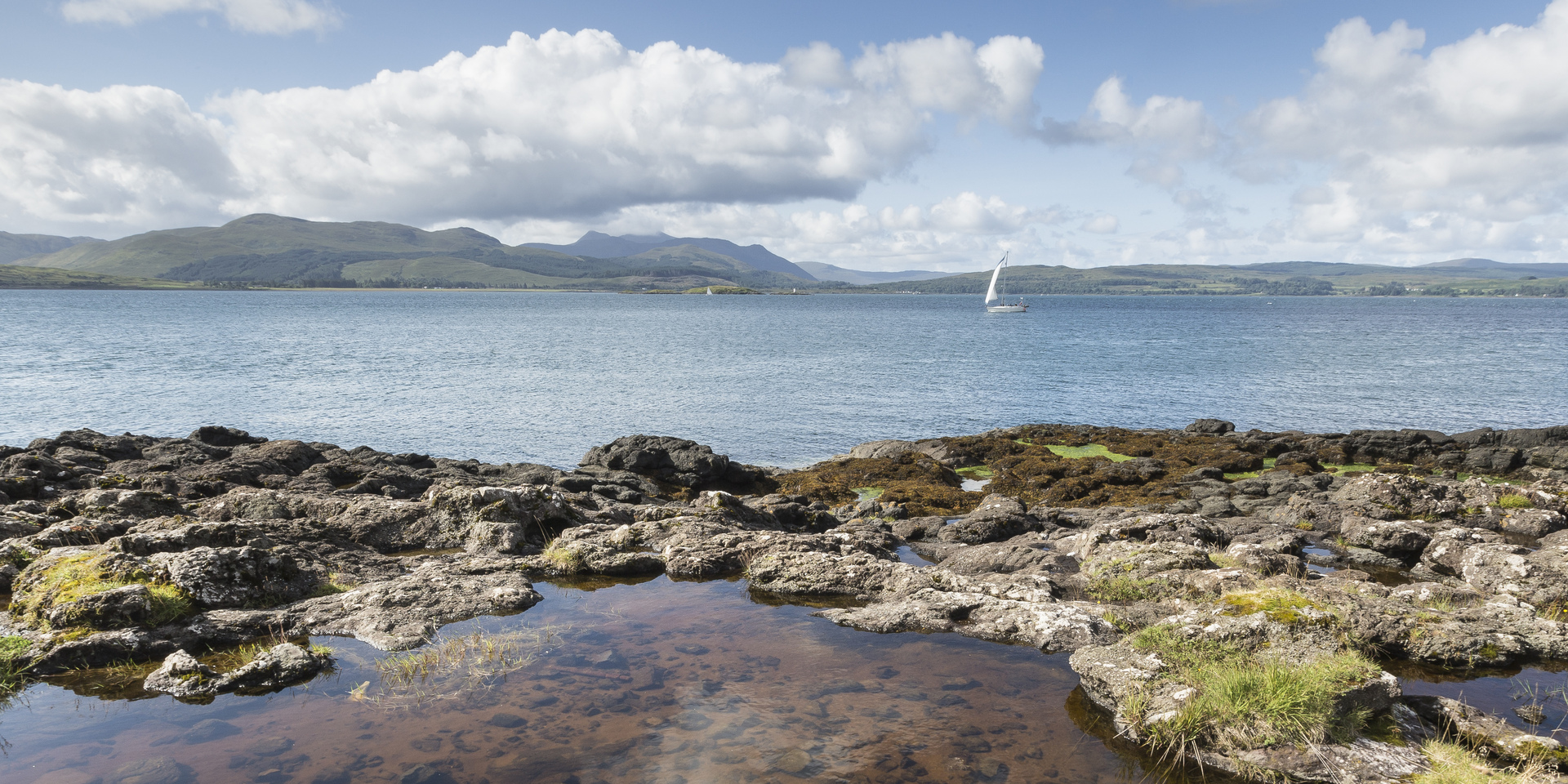 Drooping conifer branch