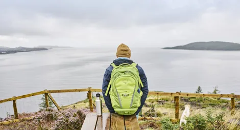 Drooping conifer branch