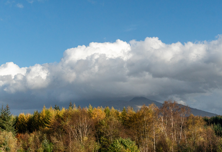 A conifer forest with yellow trees with a missy mountain 