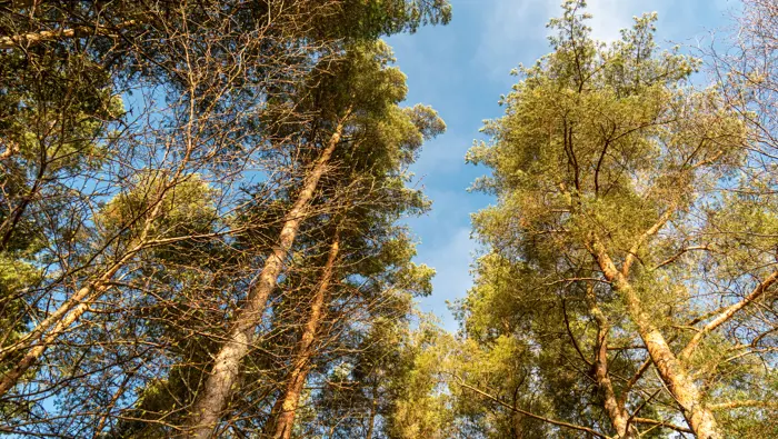 Looking up at some conifer trees.