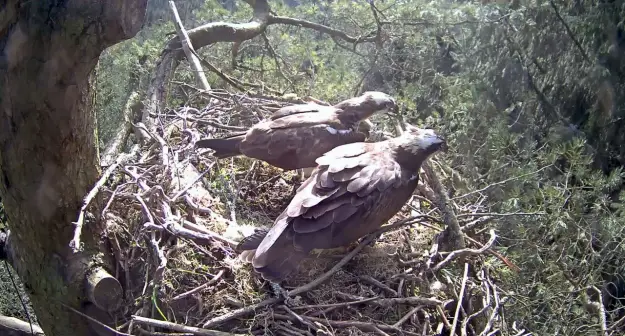 Two ospreys standing in a nest together