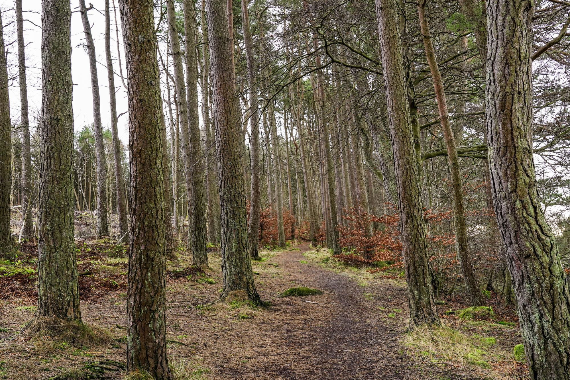 A path through conifer woods in winter with a few broad leaf trees with orange leaves