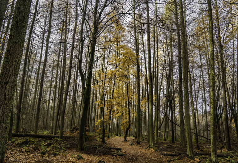 A walking path through conifer with a orange broadleaf in the middle of the path