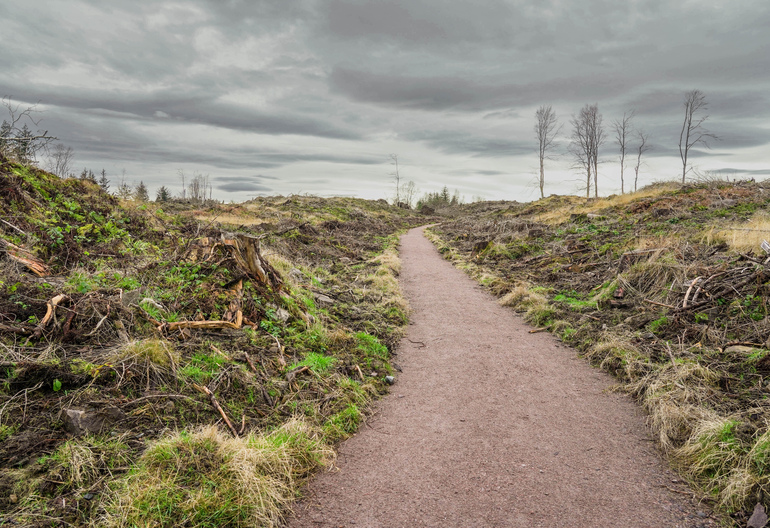 A forest path through recently felled forest