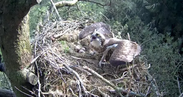 An osprey with its wings spread