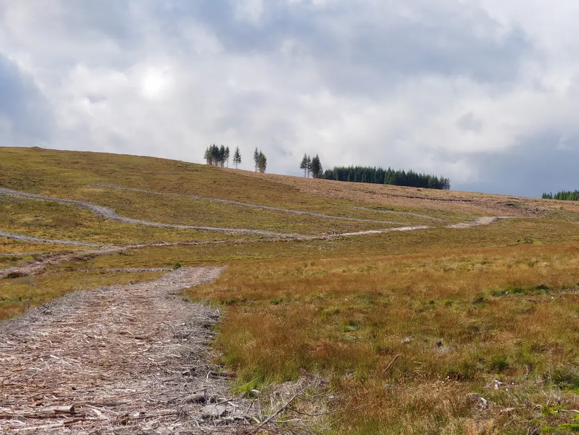 a bog restoration side in Ireland