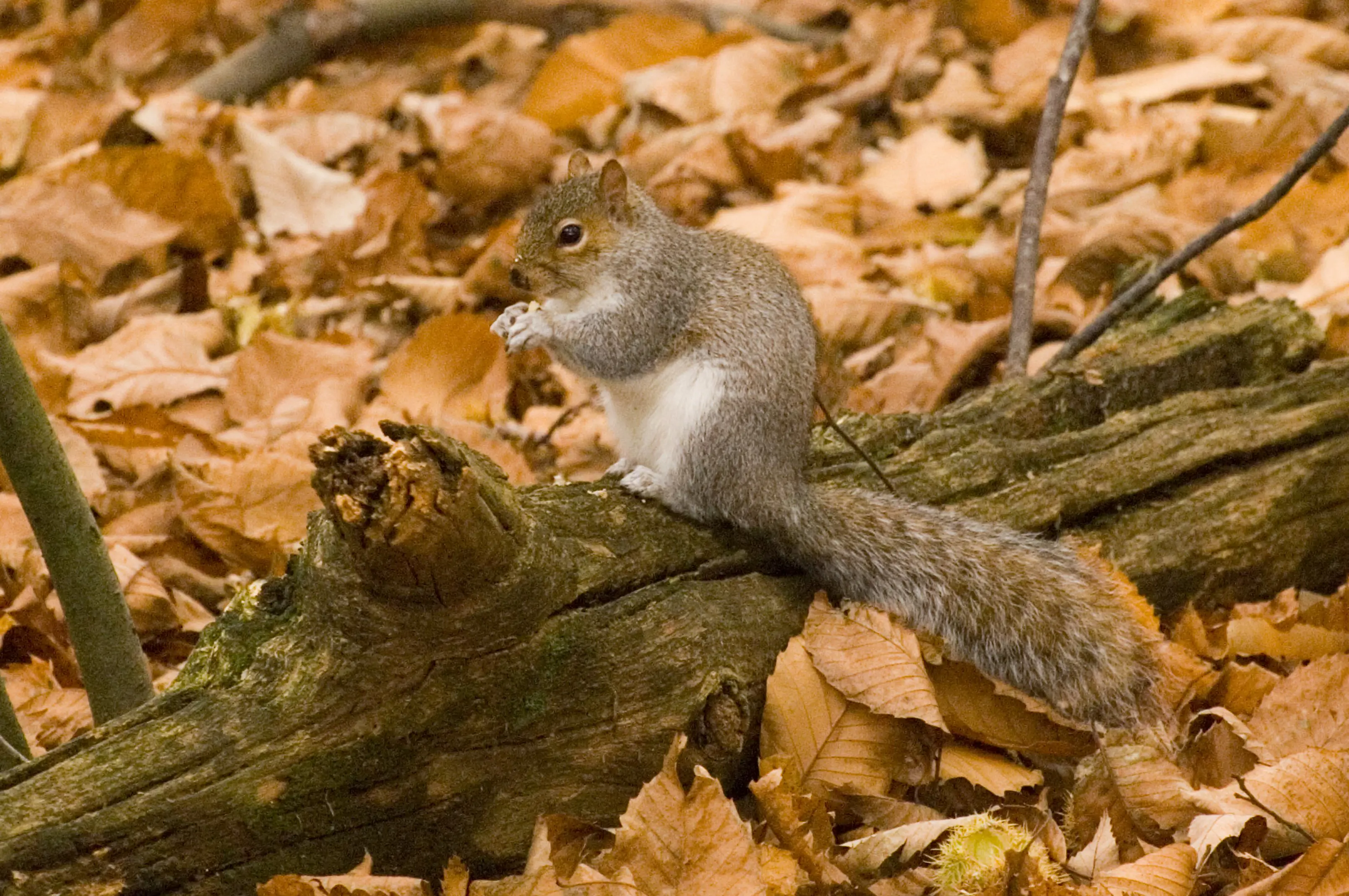 Grey squirrel eating a sweet chestnut.