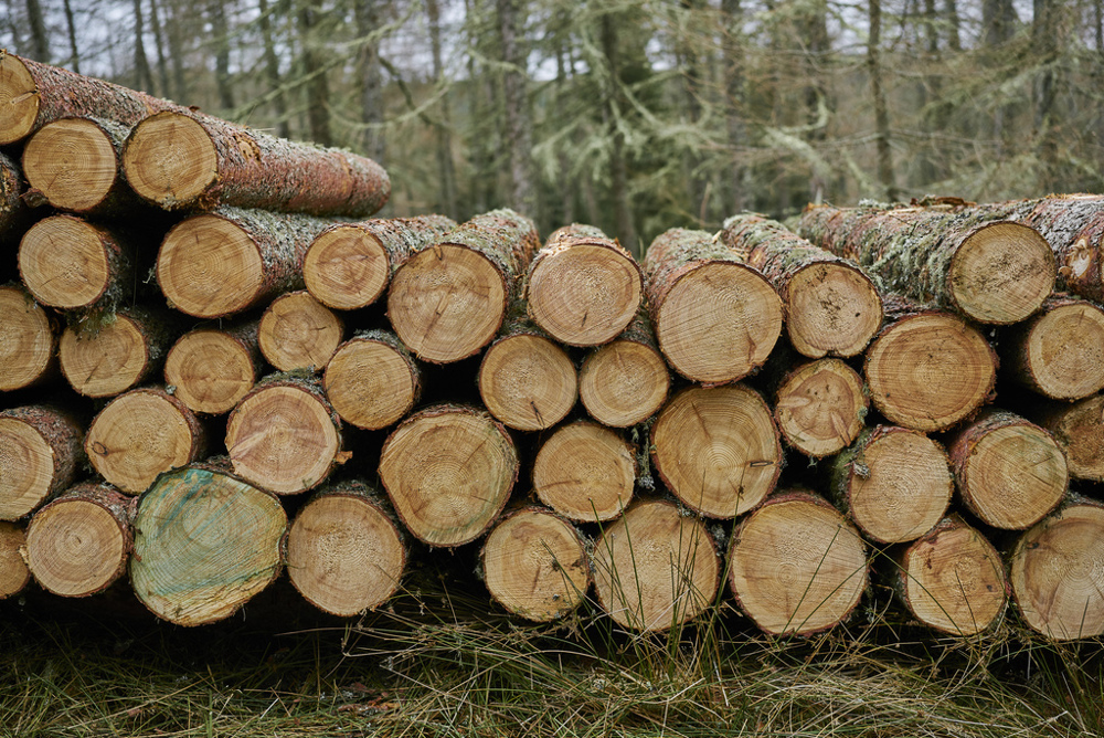 Logs piled on a timber stack.