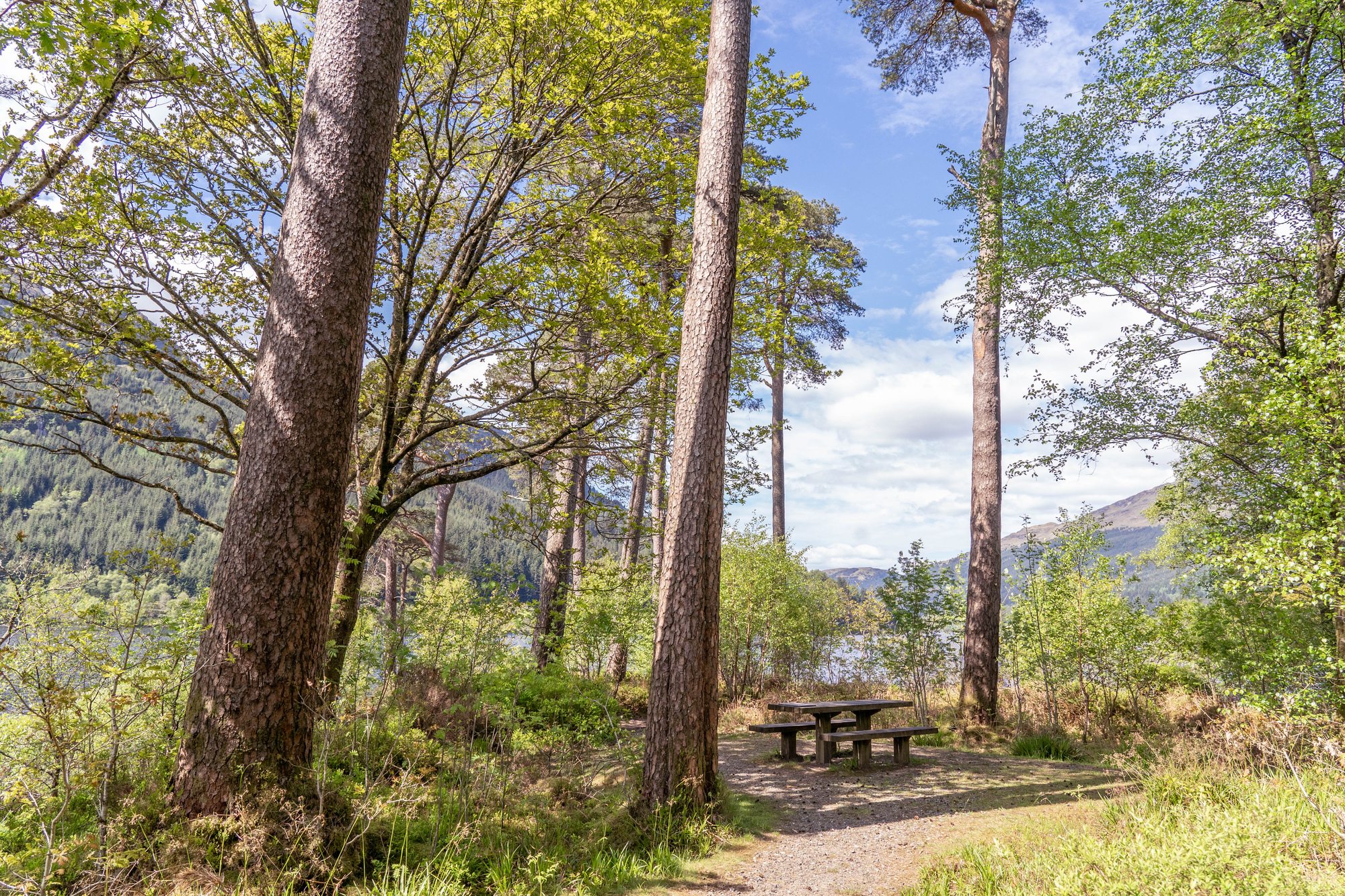 A path leading to a picnic table surrounded by pines