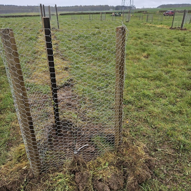 A wild apple tree in deer fencing