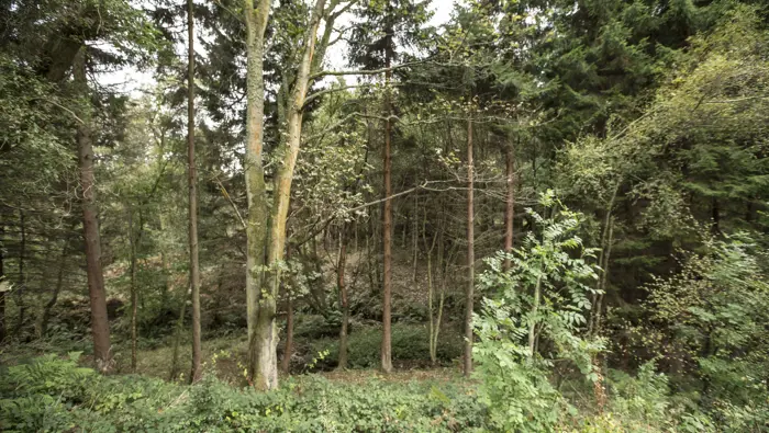 A mixed forest with a path and leaves on the ground