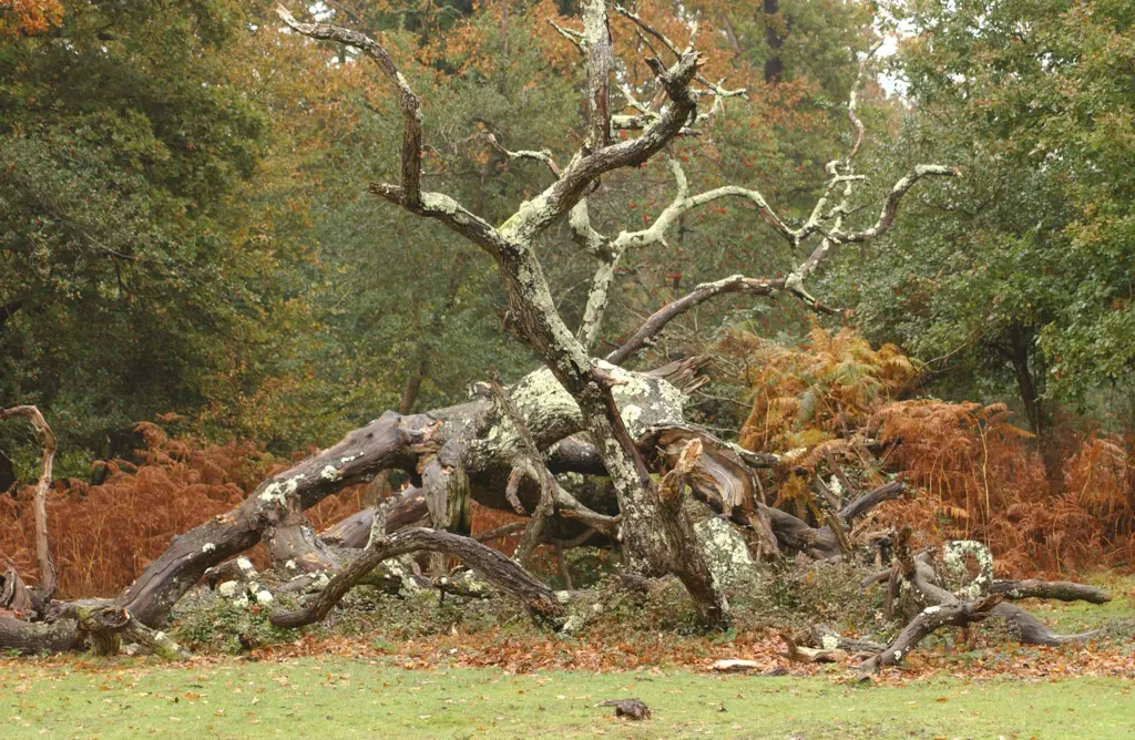 Old dead tree in the forest.