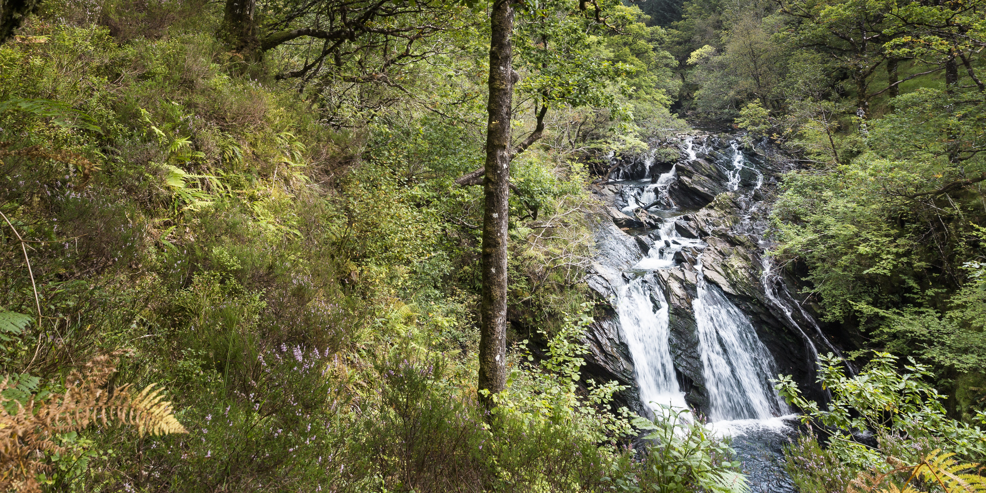 Drooping conifer branch