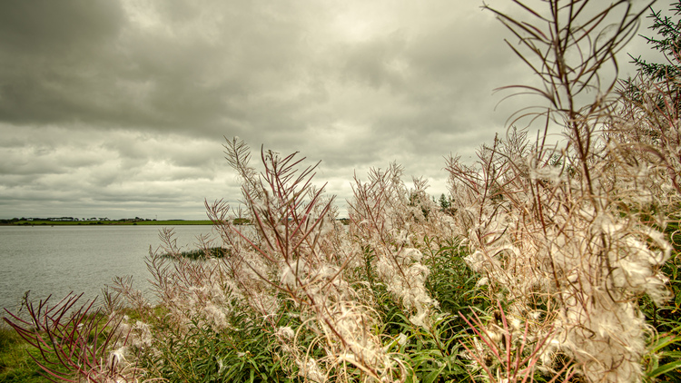 Wildflowers next to a loch
