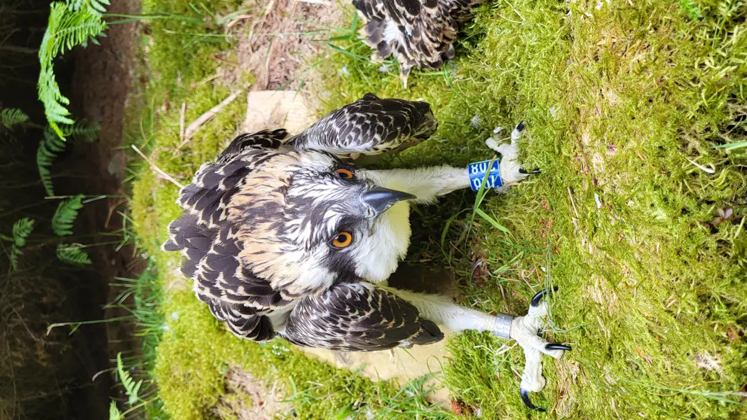 Close up of osprey on grassy nest